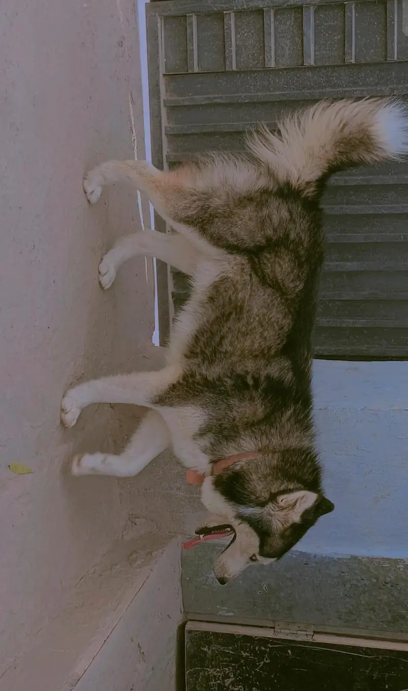 Husky Male and Female or 2 puppy urgent sale — photo 11