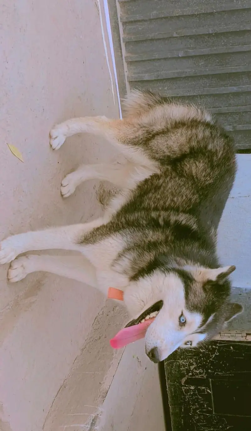 Husky Male and Female or 2 puppy urgent sale — photo 12