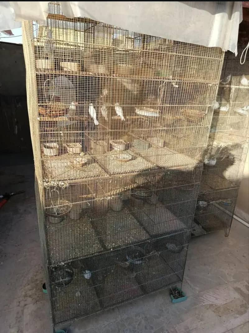 3 cage 4