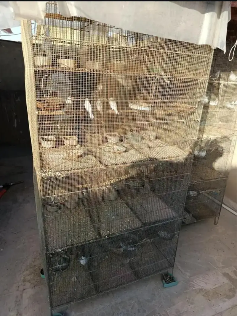 3 cage — photo 5