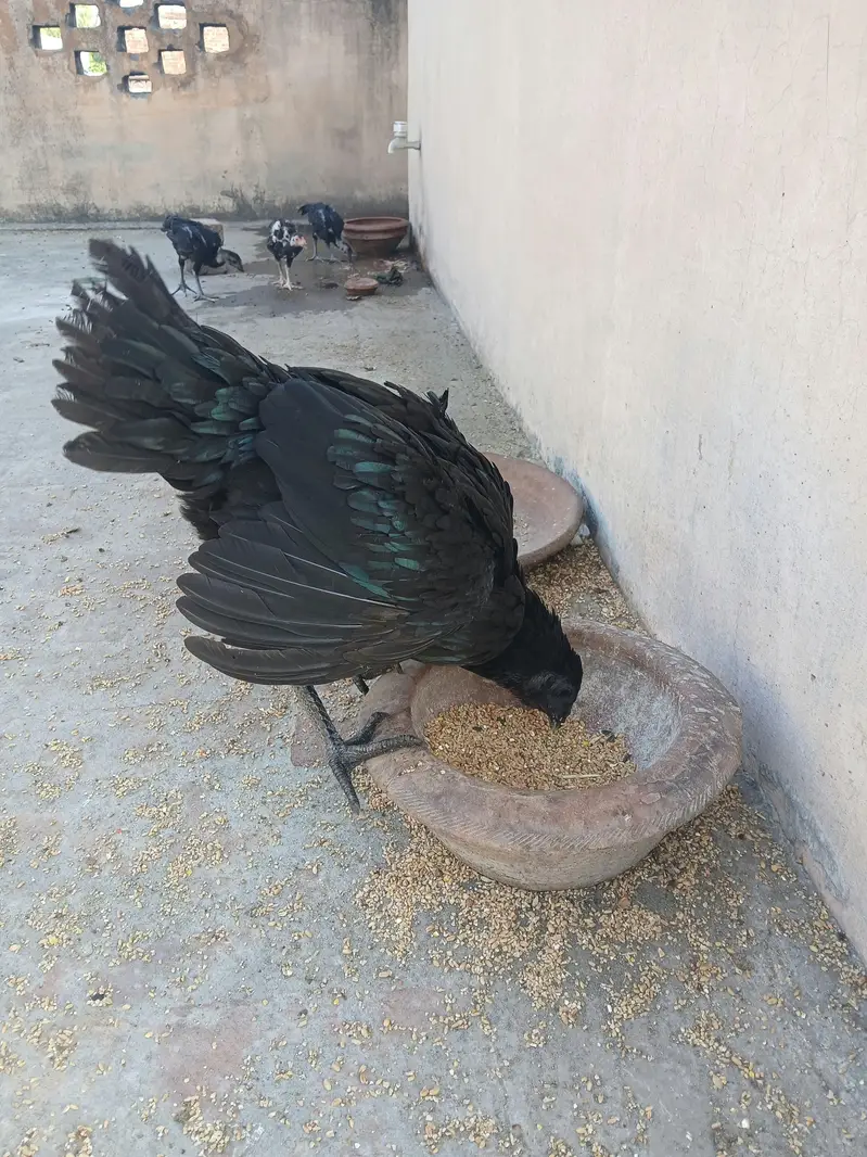 dragon Madi for sell — photo 4