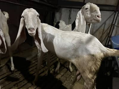 Rajanpuri bakri /Ablak print