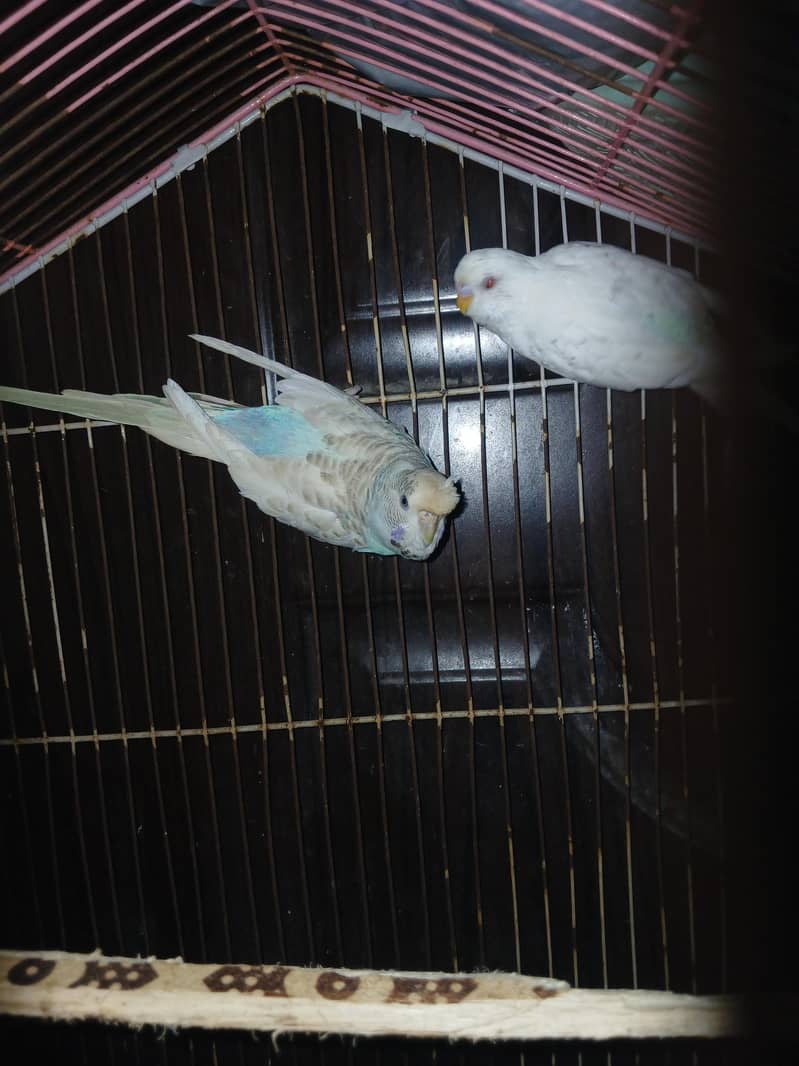 hogoromo breader pair 14
