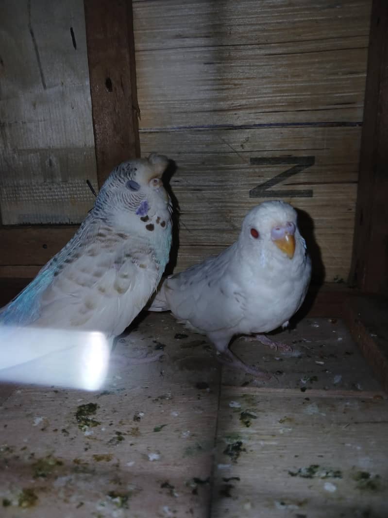 hogoromo breader pair 18