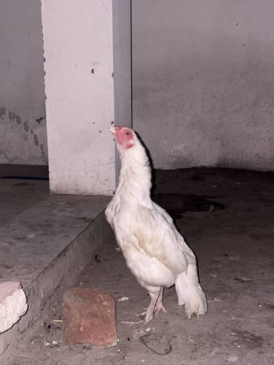 White aseel murgi