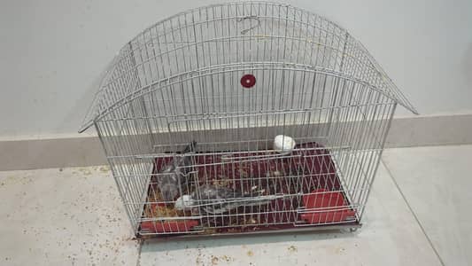 cocktail chick fully hand tamed