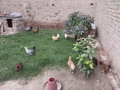 golden misri hens