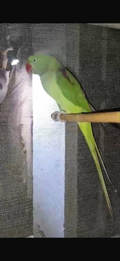 raw parrot