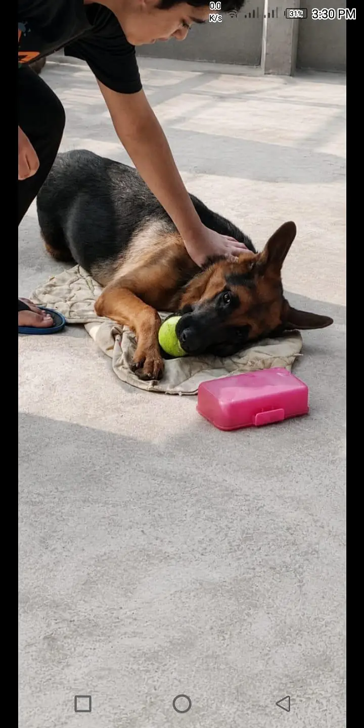 padgree microchip havy blood line — photo 4