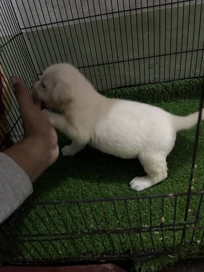 Labrador apple head female top quality 03243071070
