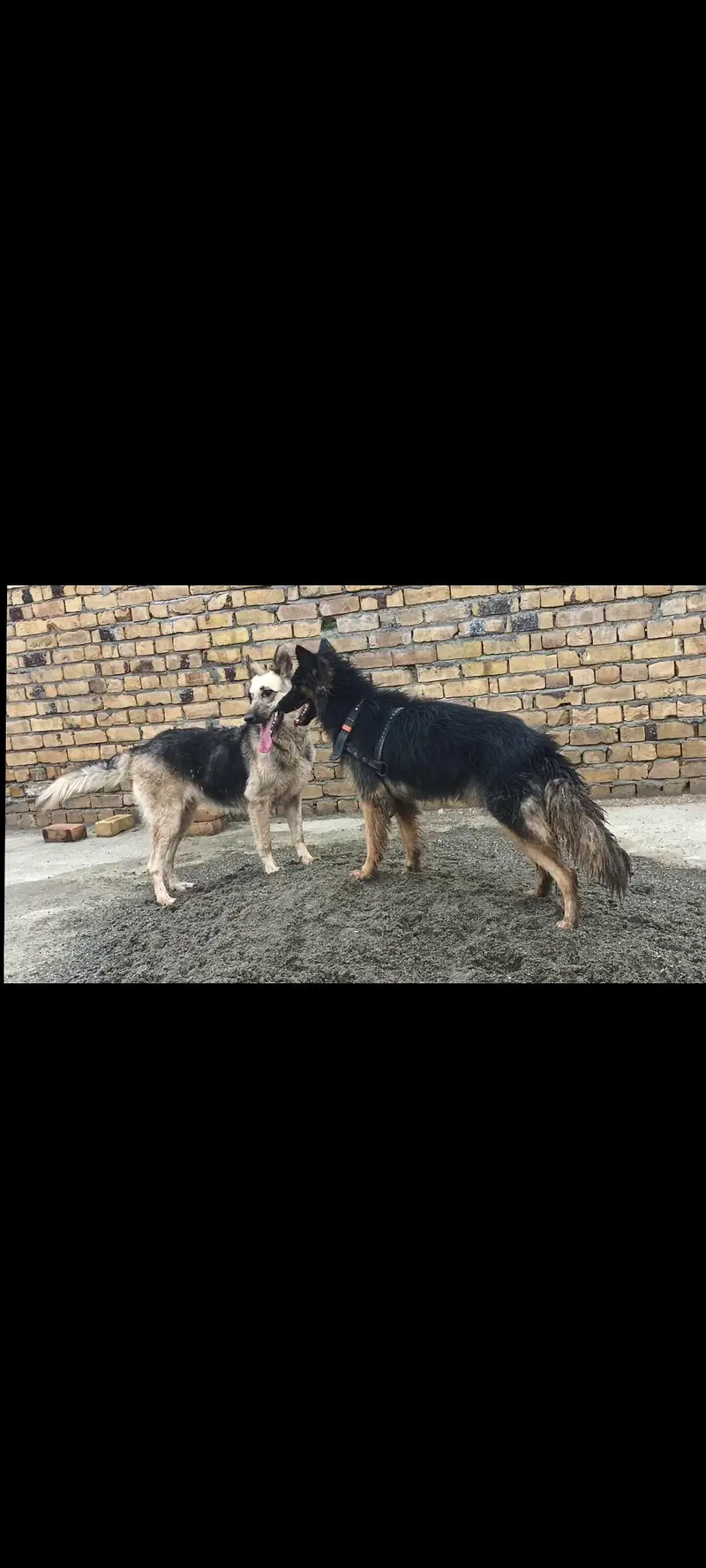 German Male and female