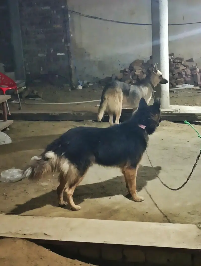 German Male and female — photo 2