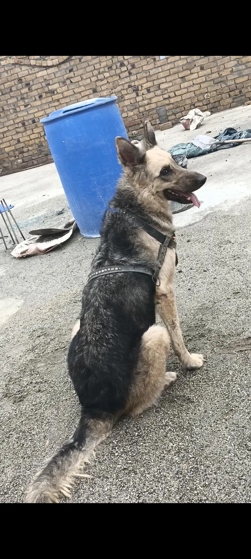 German Male and female — photo 3