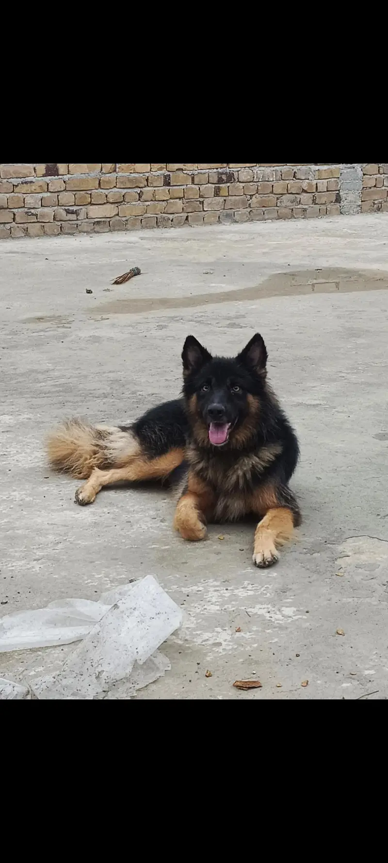 German Male and female — photo 4