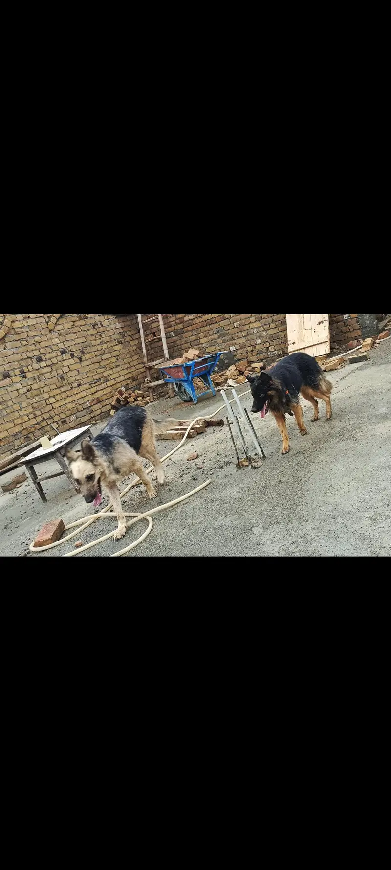 German Male and female — photo 5