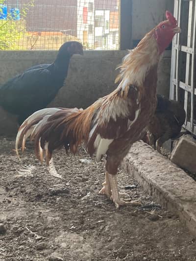sleeta