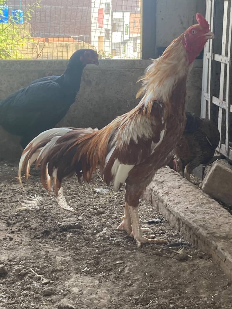 sleeta for sale 0