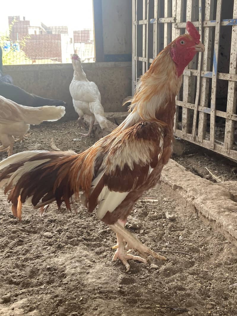 sleeta for sale 1