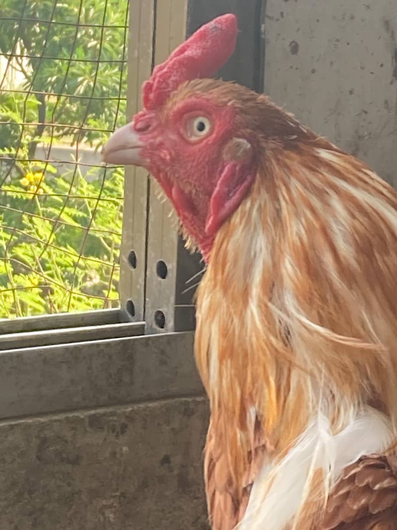 sleeta for sale 2