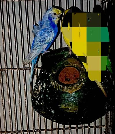 Rainbow  Hogoromo Female  for Rainbow hogo lover in very munasib price