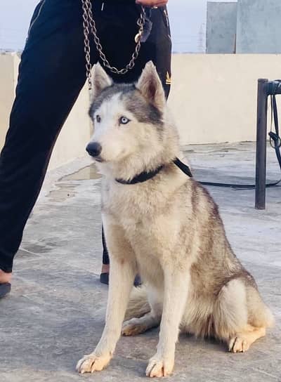 On heat siberian husky Wooly Coat Female for sale urgent