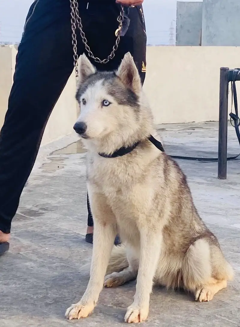On heat siberian husky Wooly Coat Female for sale urgent