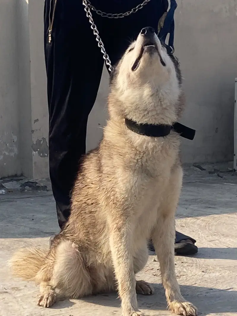 On heat siberian husky Wooly Coat Female for sale urgent — photo 2