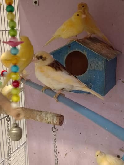 canary bird