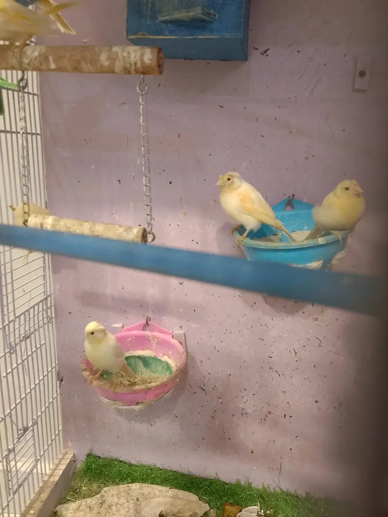 canary bird — photo 2