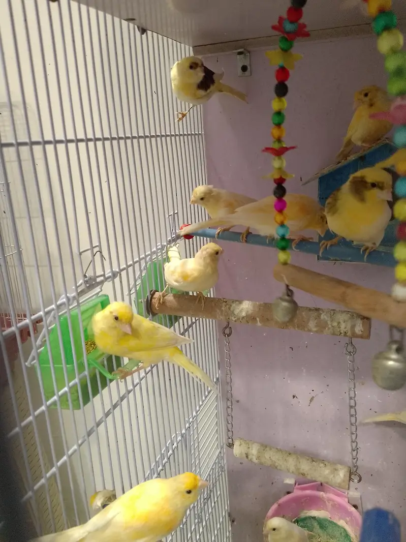 canary bird — photo 3