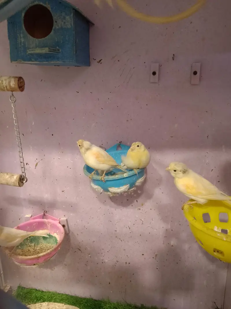 canary bird — photo 4