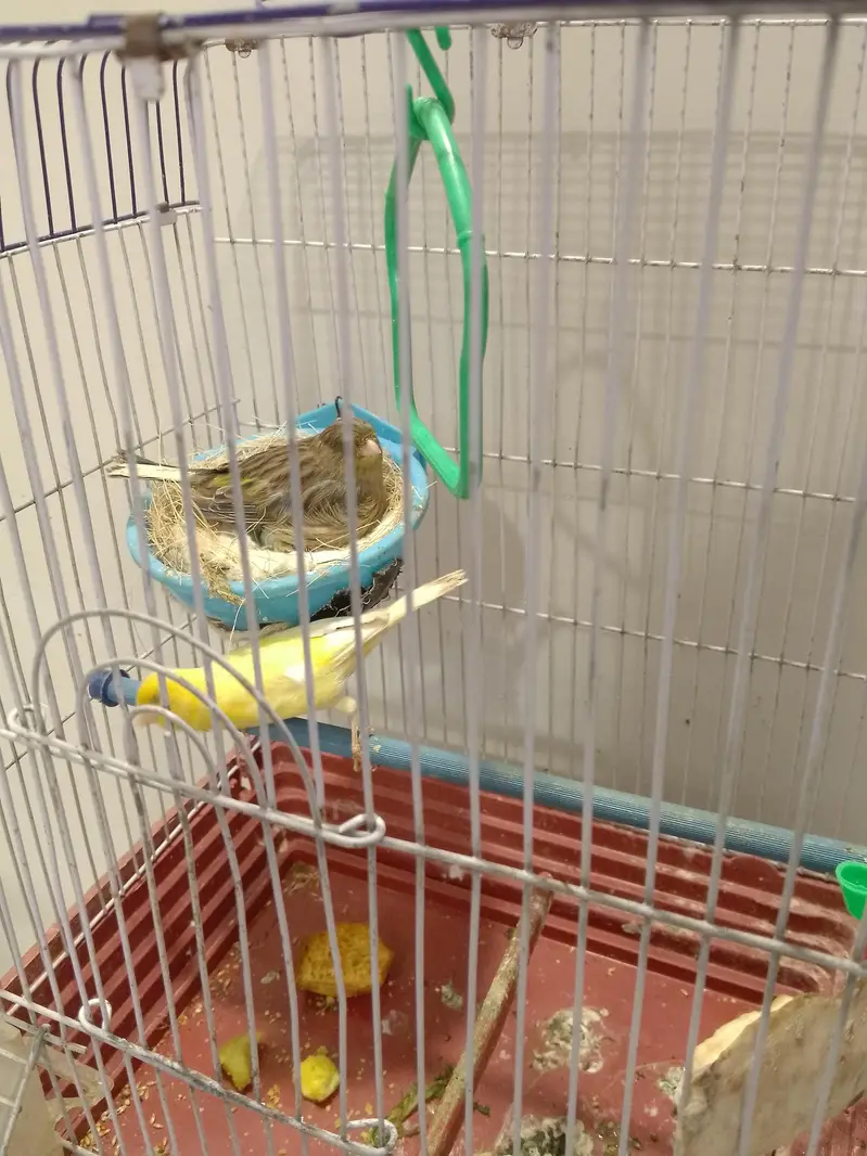 canary bird — photo 5