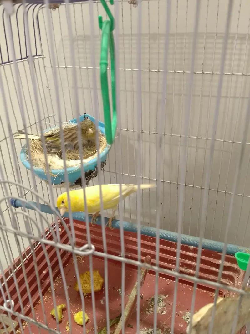 canary bird — photo 6