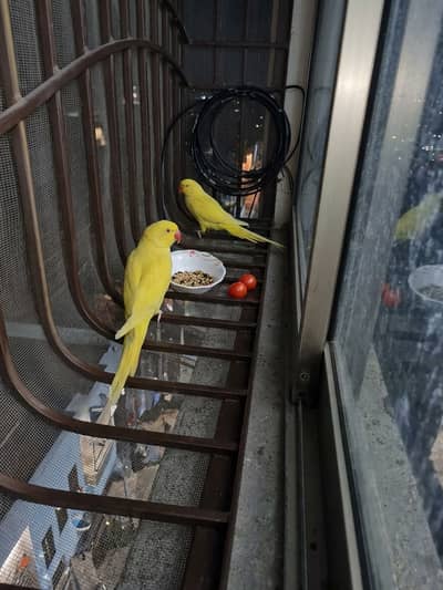 Yellow ringnack