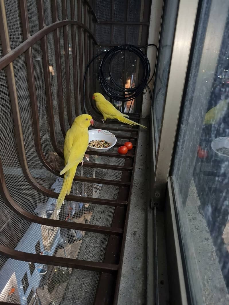 Yellow ringnack 0