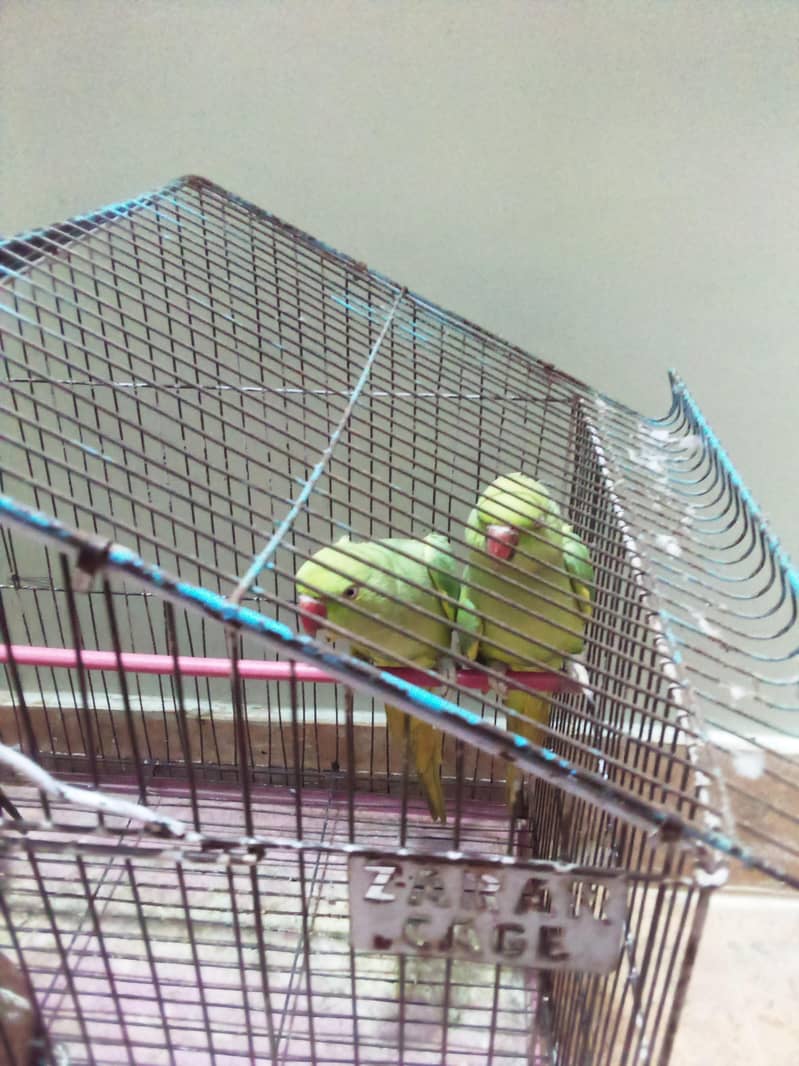 Ringneck Pair 0