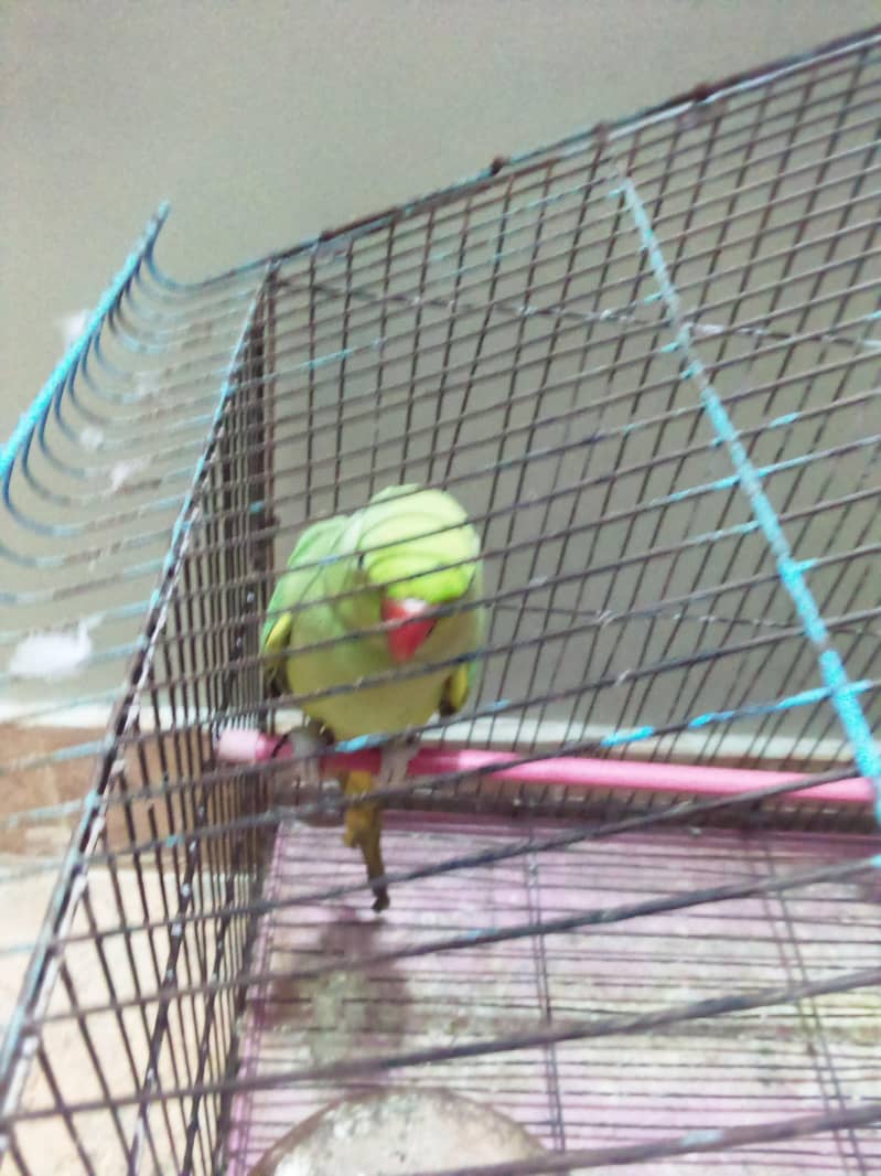 Ringneck Pair 1