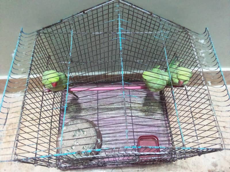 Ringneck Pair 2