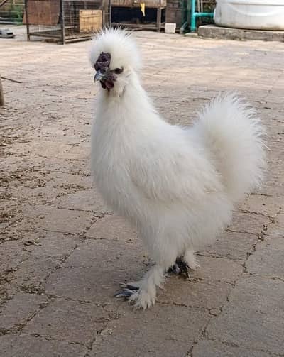 Silkie Male