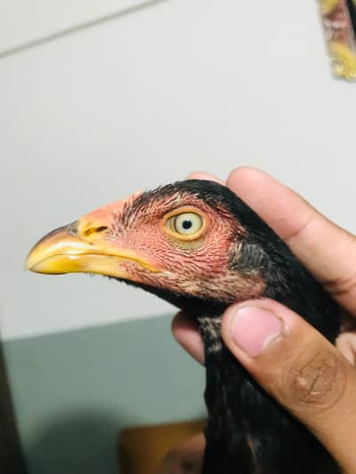 Aseel mianwali female for sale top quality