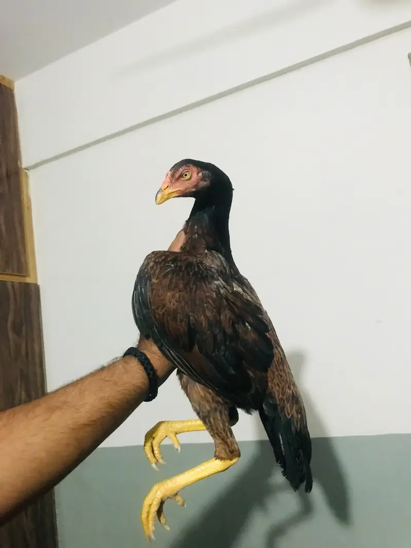 Aseel mianwali female for sale top quality — photo 2