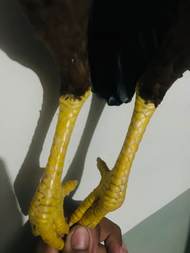 Aseel mianwali female for sale top quality — photo 3