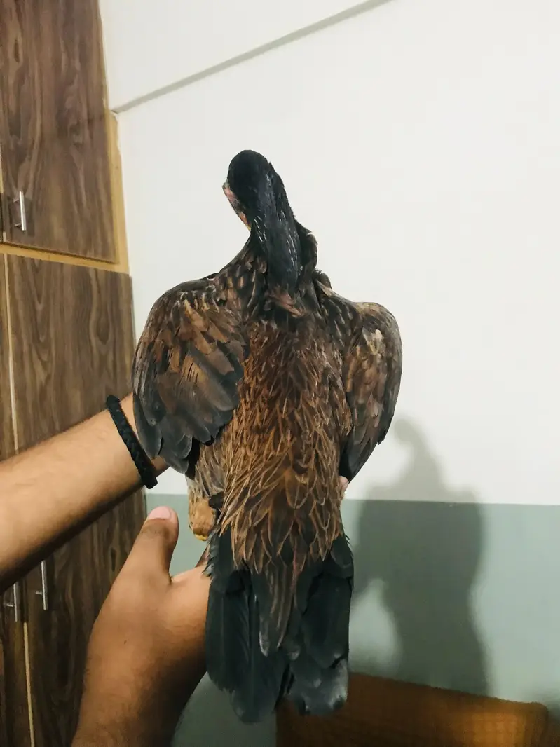 Aseel mianwali female for sale top quality — photo 4