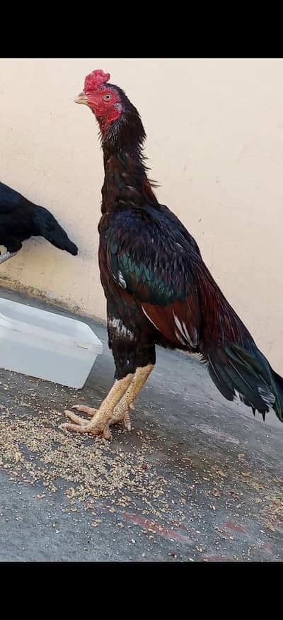 Beautiful Aseel Rooster for Sale – Healthy & Attractive