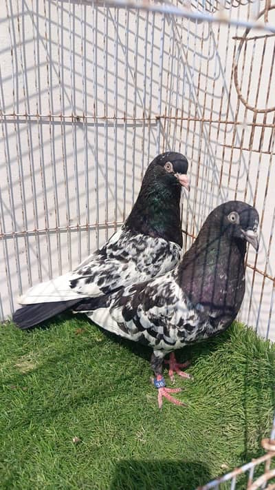 rampori pair