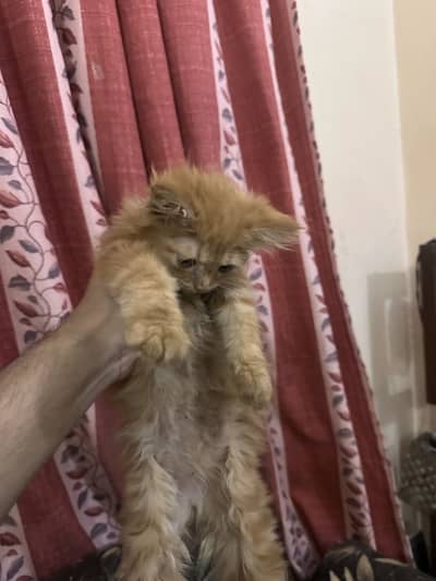 PERSIAN KITTENS