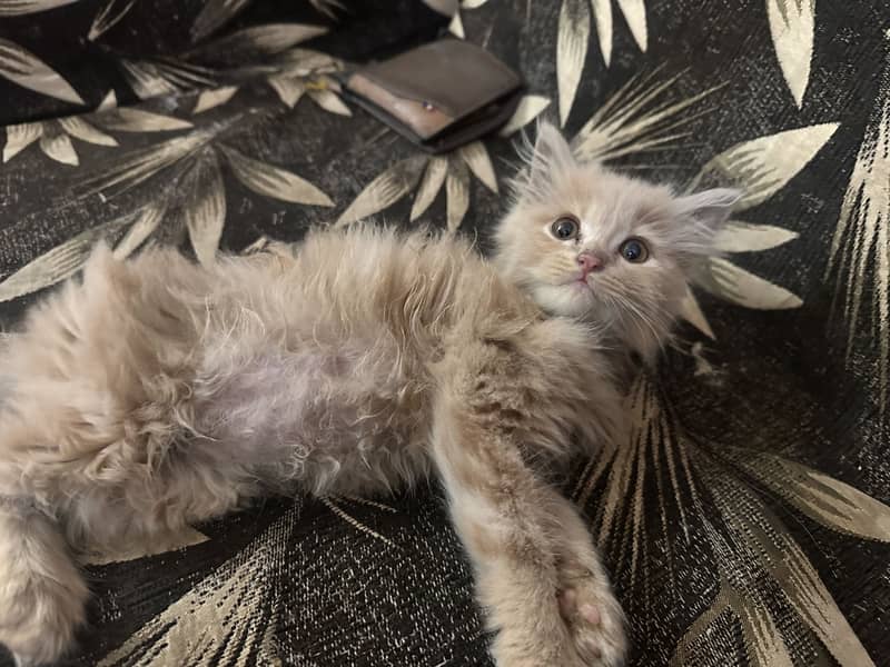 PERSIAN KITTENS 1