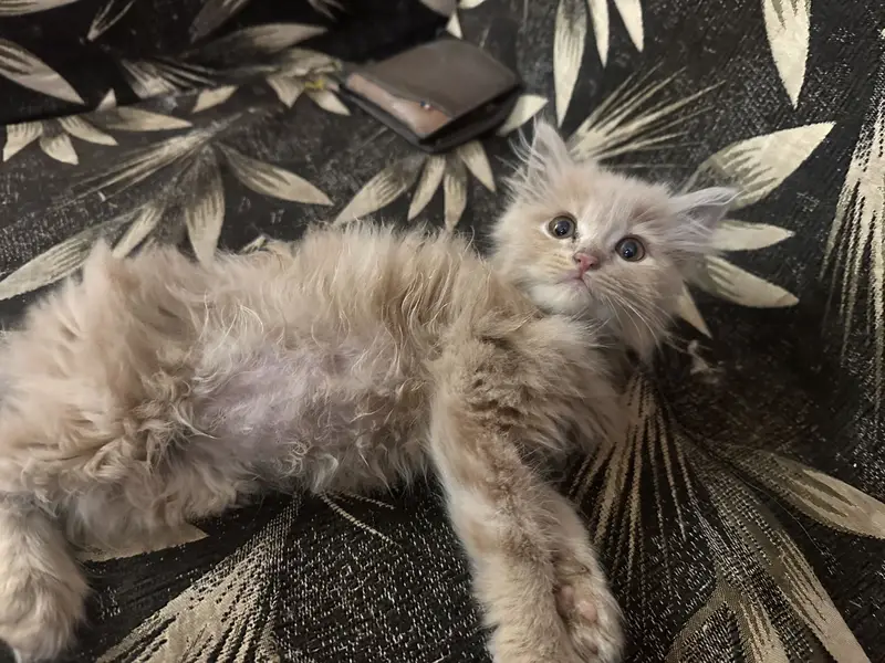 PERSIAN KITTENS — photo 2