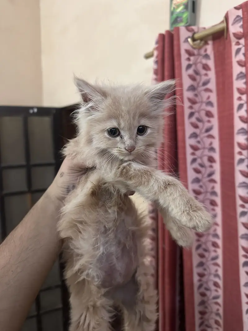 PERSIAN KITTENS — photo 3