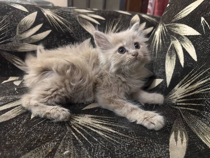 PERSIAN KITTENS 3